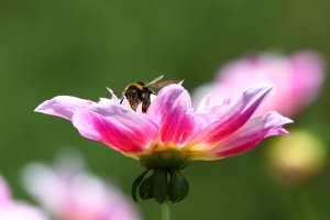 IMG_8242.JPG