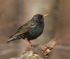 European Starling.jpg