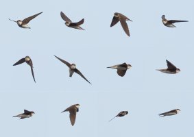sandmartin-1-1.jpg