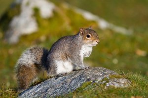 squirrel 2.jpg