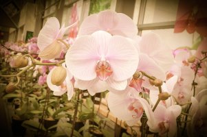 Untitled_edited-1 copy.jpg