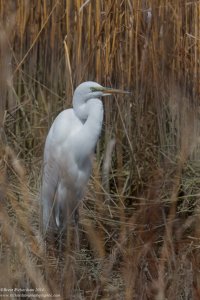 Great Egret2.jpg