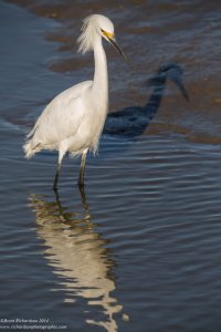 reflecting on my shadow.jpg