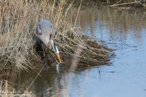 GBH with catch 2.jpg