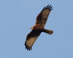 Marsh_Harrier_100%Crop.jpg