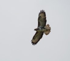 Buzzard_100Crop.jpg