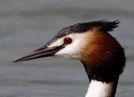 CrestedGrebe_3303_Head.jpg