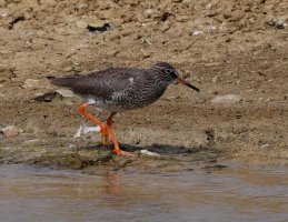 Redshank_3177_DxOCrop.jpg