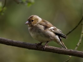 Chaffinch_female_3236_DxOCrop.jpg