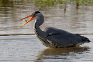 Heron+Fish_3544_MoreCrop.jpg