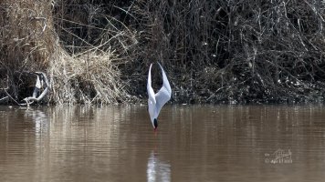 r1080 Apr 17 2014 dated signed_MGL0173.jpg