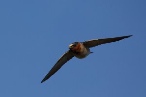 Cliff_Swallow01.jpg
