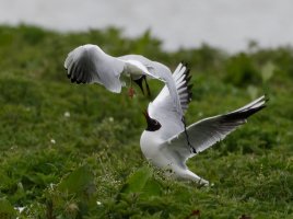 FightingGulls3116_DxOCrop.jpg