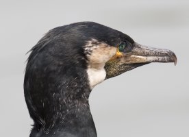 CormorantHead2555_600mm.jpg