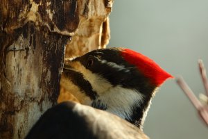 PileatedWP_F_15115.JPG