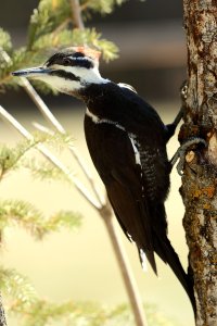 Pileated_F_15145.JPG