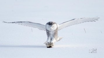 r1080 Mar 2 2014 dated signed_MGL0097.jpg