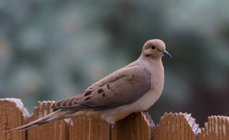 Dove Zoom (1 of 3).jpg