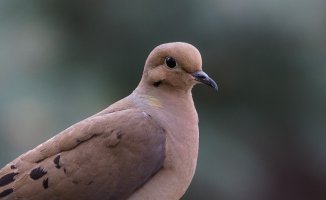 Dove Zoom (2 of 3).jpg