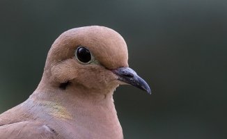 Dove Zoom (3 of 3).jpg