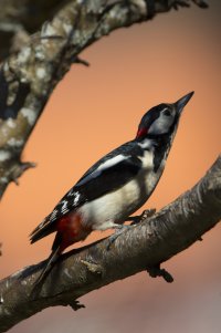 IMG_9842hackspettnordiska kopia.jpg