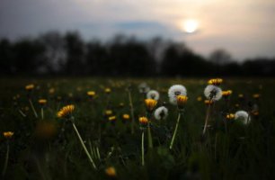 Dandelion Meadows740.jpg
