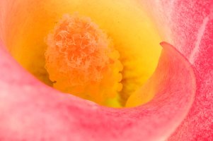 Calla Lily_edited-1.jpg