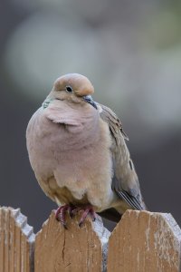 Another Dove  (1 of 1).jpg