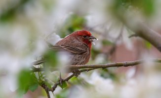 Natural Finches (1 of 2).jpg