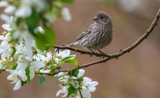 Natural Finches (2 of 2).jpg