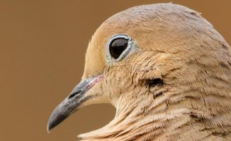 Critically Sharp Dove-1.jpg