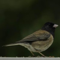 patio bird green background.jpg