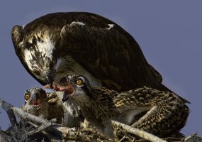 ospreyfeeding.jpg