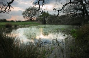 Evening Reflections.jpg