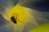 bee on flower 4-1.jpg