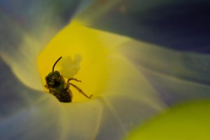 bee on flower 4-1.jpg