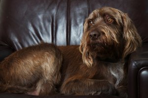 Japsr portrait 1-1-14 small.jpg