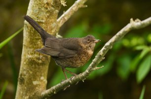 female blackbird.jpg