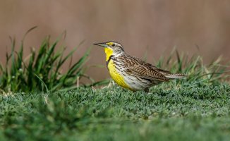 Meadowlark-1.jpg