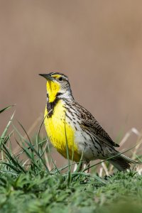 Meadowlark-2.jpg