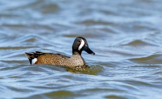 Blue-Winged Teal-2.jpg