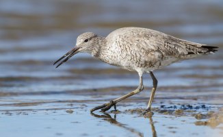 Shorebirds Early Spring-1.jpg