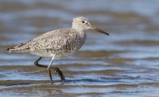 Shorebirds Early Spring-2.jpg