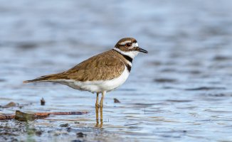 Shorebirds Early Spring-4.jpg