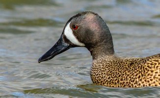 Blue-Winged Teal Headshot-1.jpg
