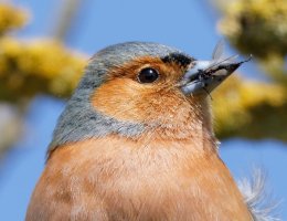 Chaffinch+Fly4073MoreCrop.jpg