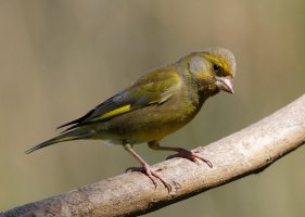 Greenfinch_4155_DxOEd1.jpg