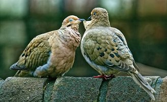 MourningDoves.jpg