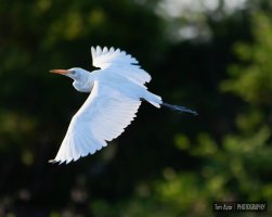 Egret_In_Flight.jpg