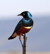 Superb Starling Shimmer.jpg